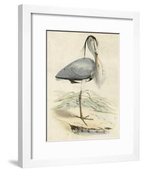 Antique Heron IV-null-Framed Art Print