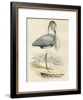 Antique Heron IV-null-Framed Art Print
