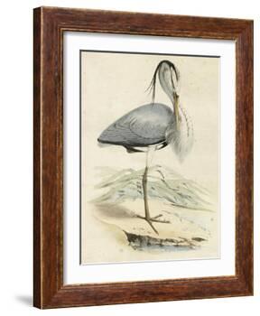Antique Heron IV-null-Framed Art Print