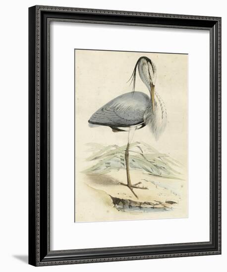 Antique Heron IV-null-Framed Art Print
