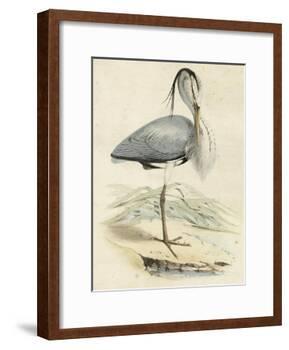Antique Heron IV-null-Framed Art Print