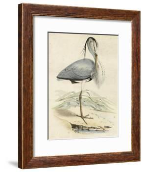 Antique Heron IV-null-Framed Art Print
