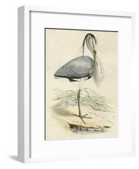 Antique Heron IV-null-Framed Art Print
