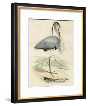 Antique Heron IV-null-Framed Art Print