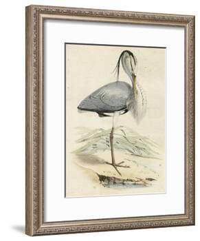 Antique Heron IV-null-Framed Art Print