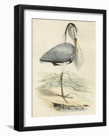 Antique Heron IV-null-Framed Art Print