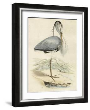 Antique Heron IV-null-Framed Art Print