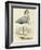 Antique Heron IV-null-Framed Art Print