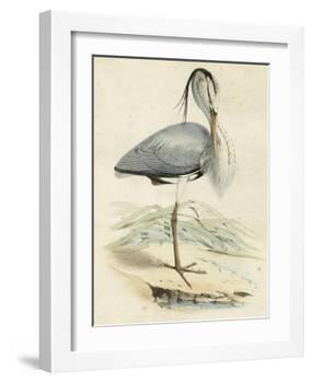 Antique Heron IV-null-Framed Art Print