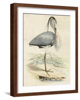 Antique Heron IV-null-Framed Art Print