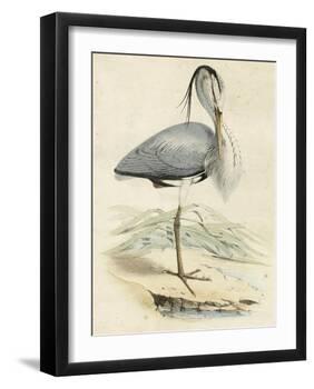 Antique Heron IV-null-Framed Art Print