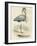 Antique Heron IV-null-Framed Art Print