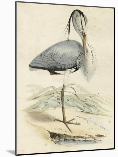 Antique Heron IV-null-Mounted Art Print
