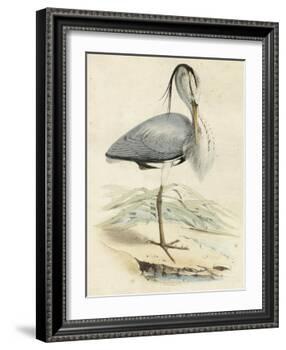 Antique Heron IV-null-Framed Art Print