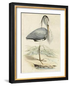 Antique Heron IV-null-Framed Art Print