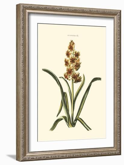 Antique Hyacinth IX-Christoph Jacob Trew-Framed Art Print