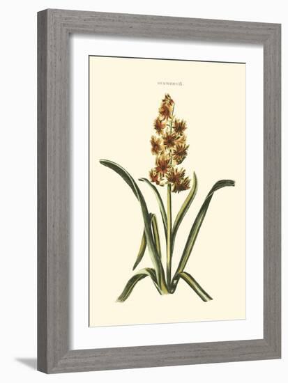 Antique Hyacinth IX-Christoph Jacob Trew-Framed Art Print