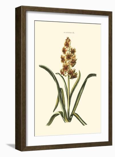 Antique Hyacinth IX-Christoph Jacob Trew-Framed Art Print