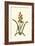 Antique Hyacinth IX-Christoph Jacob Trew-Framed Art Print