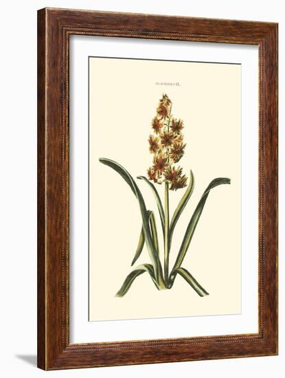 Antique Hyacinth IX-Christoph Jacob Trew-Framed Art Print