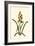 Antique Hyacinth IX-Christoph Jacob Trew-Framed Art Print
