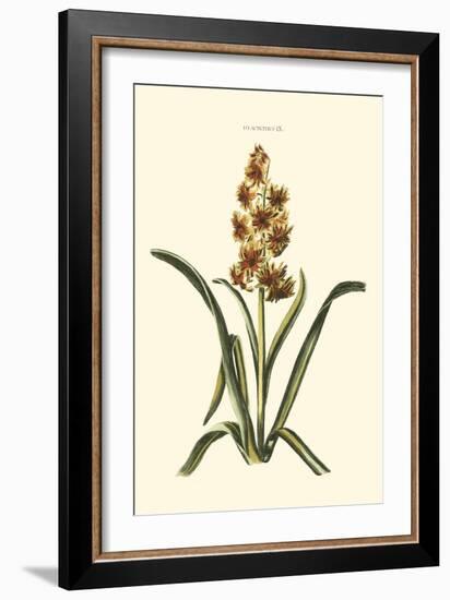 Antique Hyacinth IX-Christoph Jacob Trew-Framed Art Print