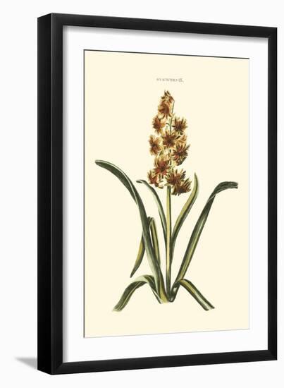 Antique Hyacinth IX-Christoph Jacob Trew-Framed Art Print