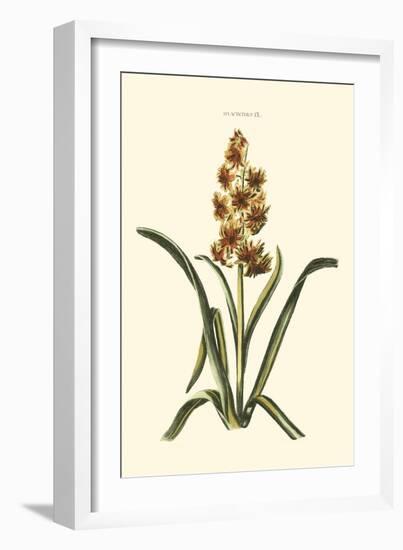 Antique Hyacinth IX-Christoph Jacob Trew-Framed Art Print