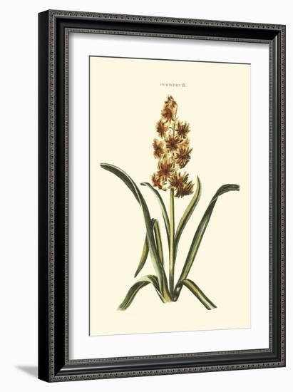 Antique Hyacinth IX-Christoph Jacob Trew-Framed Art Print