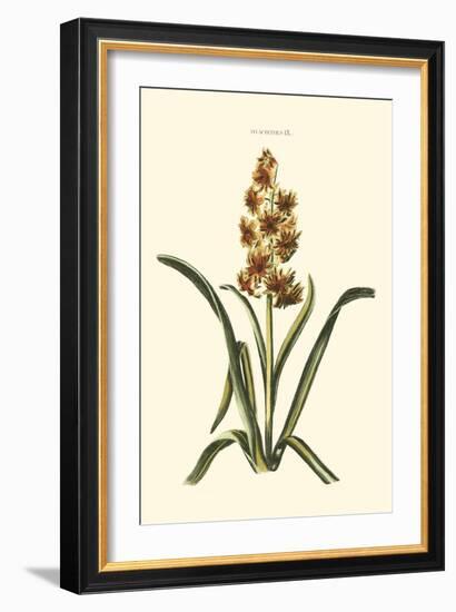 Antique Hyacinth IX-Christoph Jacob Trew-Framed Art Print