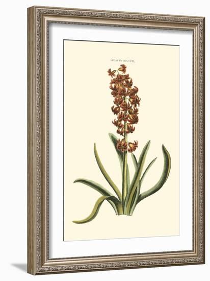 Antique Hyacinth VII-Christoph Jacob Trew-Framed Art Print