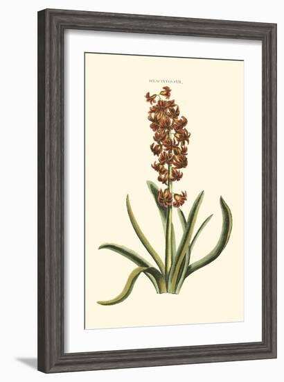 Antique Hyacinth VII-Christoph Jacob Trew-Framed Art Print