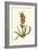 Antique Hyacinth VII-Christoph Jacob Trew-Framed Art Print