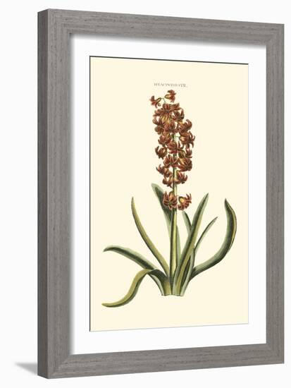 Antique Hyacinth VII-Christoph Jacob Trew-Framed Art Print