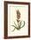 Antique Hyacinth VII-Christoph Jacob Trew-Framed Art Print