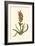 Antique Hyacinth VII-Christoph Jacob Trew-Framed Art Print