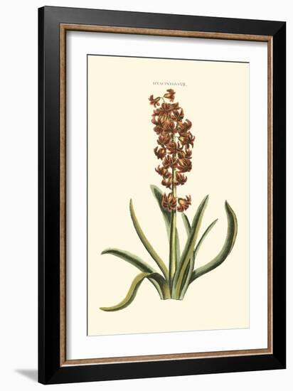 Antique Hyacinth VII-Christoph Jacob Trew-Framed Art Print