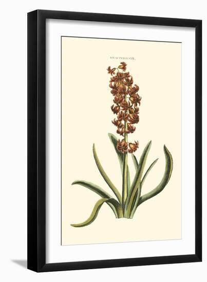 Antique Hyacinth VII-Christoph Jacob Trew-Framed Art Print