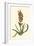 Antique Hyacinth VII-Christoph Jacob Trew-Framed Art Print