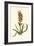 Antique Hyacinth VII-Christoph Jacob Trew-Framed Art Print