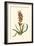 Antique Hyacinth VII-Christoph Jacob Trew-Framed Art Print