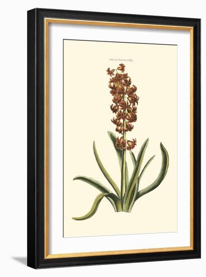 Antique Hyacinth VII-Christoph Jacob Trew-Framed Art Print