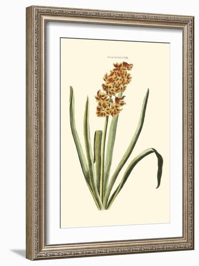 Antique Hyacinth VIII-Christoph Jacob Trew-Framed Art Print