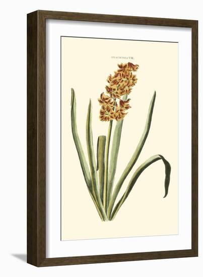 Antique Hyacinth VIII-Christoph Jacob Trew-Framed Art Print
