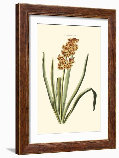 Antique Hyacinth VIII-Christoph Jacob Trew-Framed Art Print