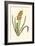 Antique Hyacinth VIII-Christoph Jacob Trew-Framed Art Print