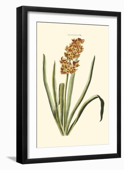 Antique Hyacinth VIII-Christoph Jacob Trew-Framed Art Print