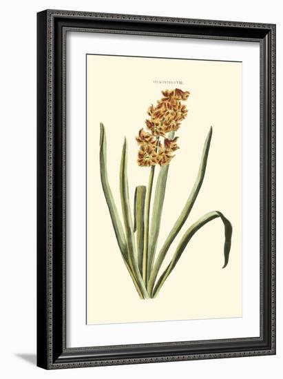 Antique Hyacinth VIII-Christoph Jacob Trew-Framed Art Print