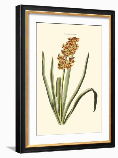 Antique Hyacinth VIII-Christoph Jacob Trew-Framed Art Print