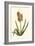 Antique Hyacinth XV-Christoph Jacob Trew-Framed Art Print